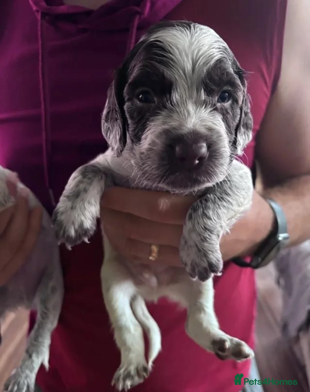 Cocker Spaniel dogs for sale: Remaining Male Cocker Spaniel Pups in Ullapool - Advert 32
