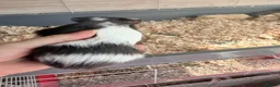 Guinea Pig rodents for sale: 16 baby guinea pigs - Advert 25