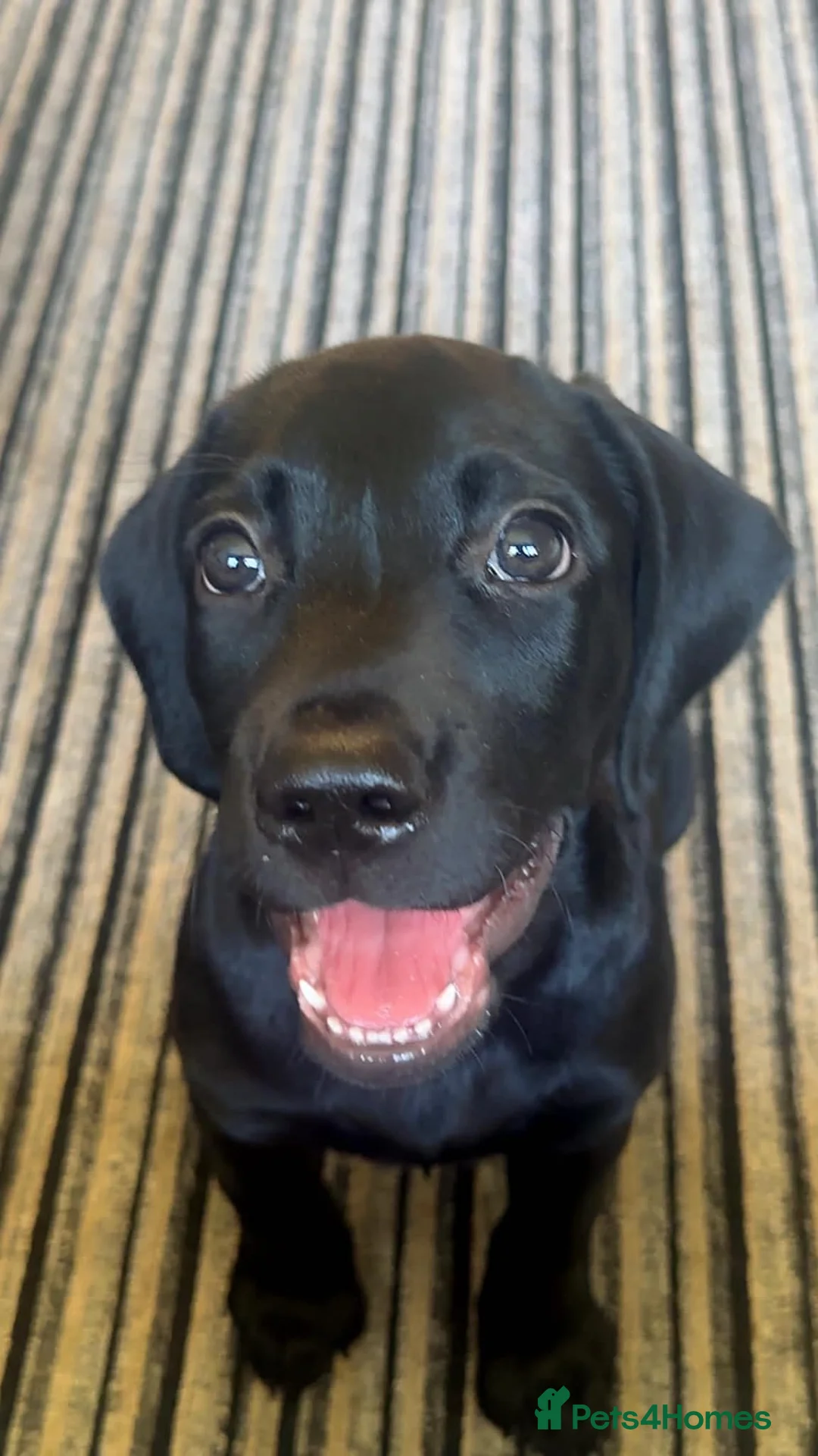 Labrador Retriever dogs for sale: Black Male Labrador Puppy in Swindon - Advert 2