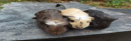 Guinea Pig rodents for sale: Beautiful baby Guinea Pigs  - Advert 2