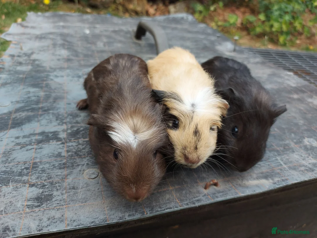 Guinea Pig rodents for sale: Beautiful baby Guinea Pigs  - Advert 2