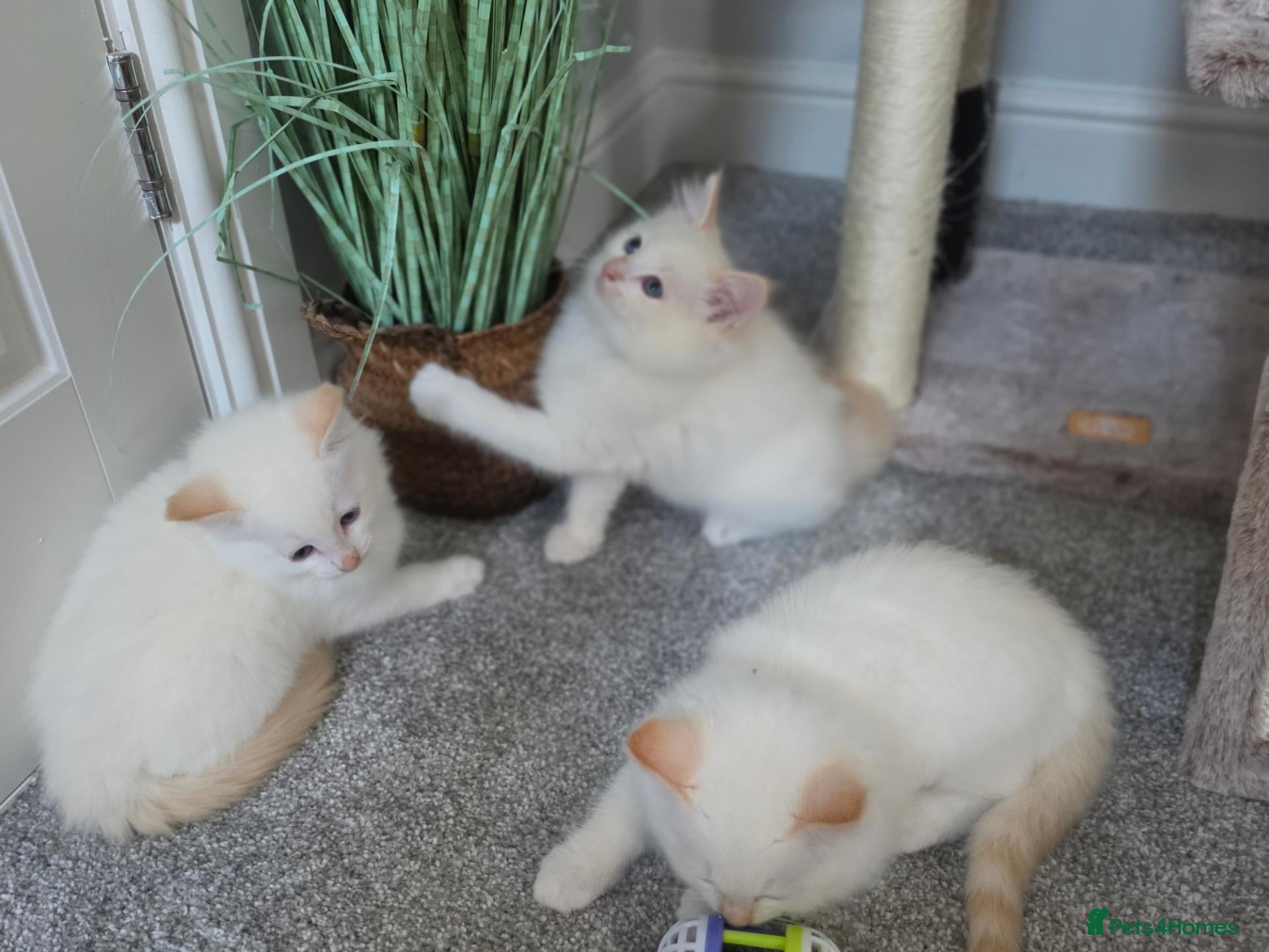 Ragdoll cats GCCF Registered Apricot/Cream boys. - Advert 1