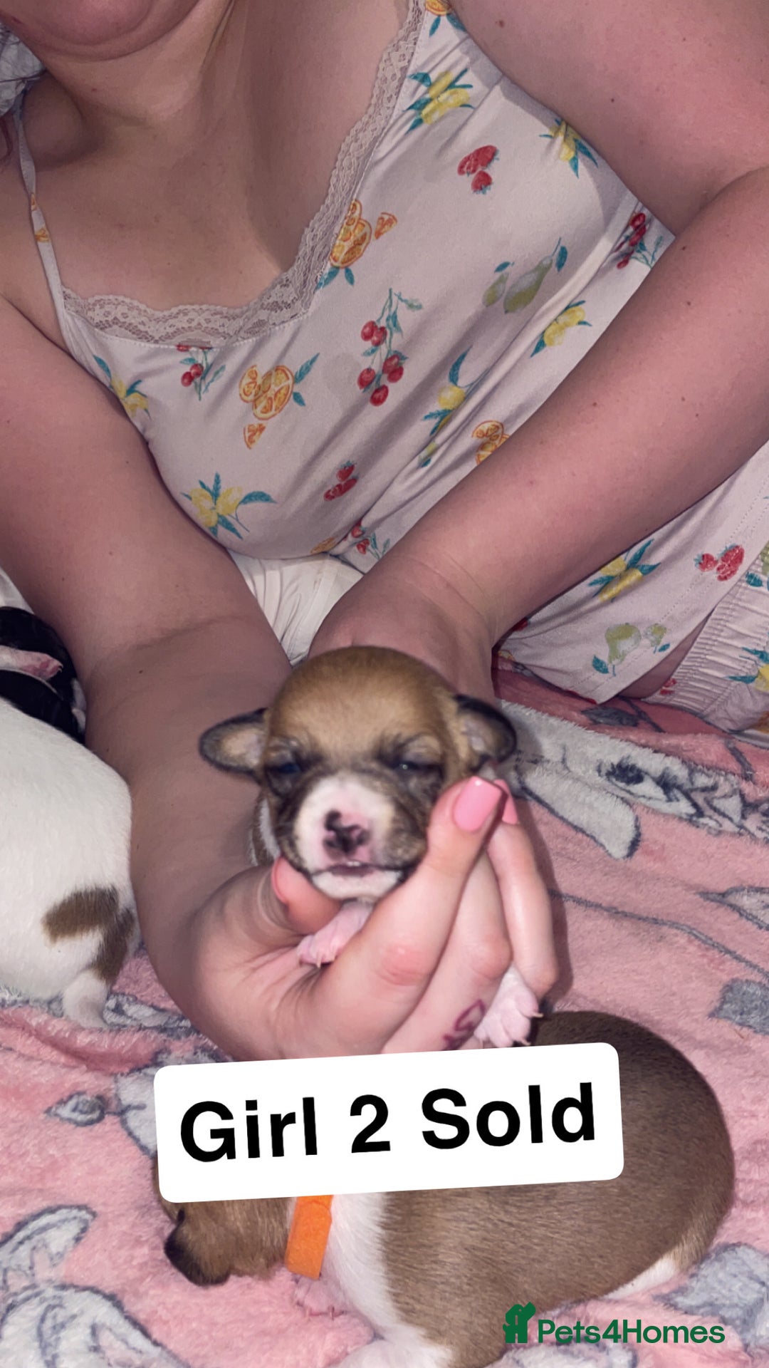 Jack Russell dogs for sale: Jack Russell Terriors  - Advert 11