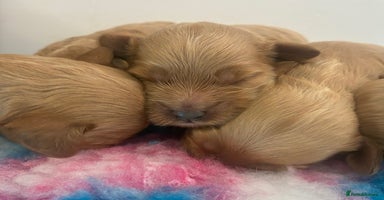 Cavapoo dogs - Advert 2