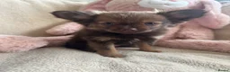 Pomeranian dogs for sale: Pomeranian  - Advert 9