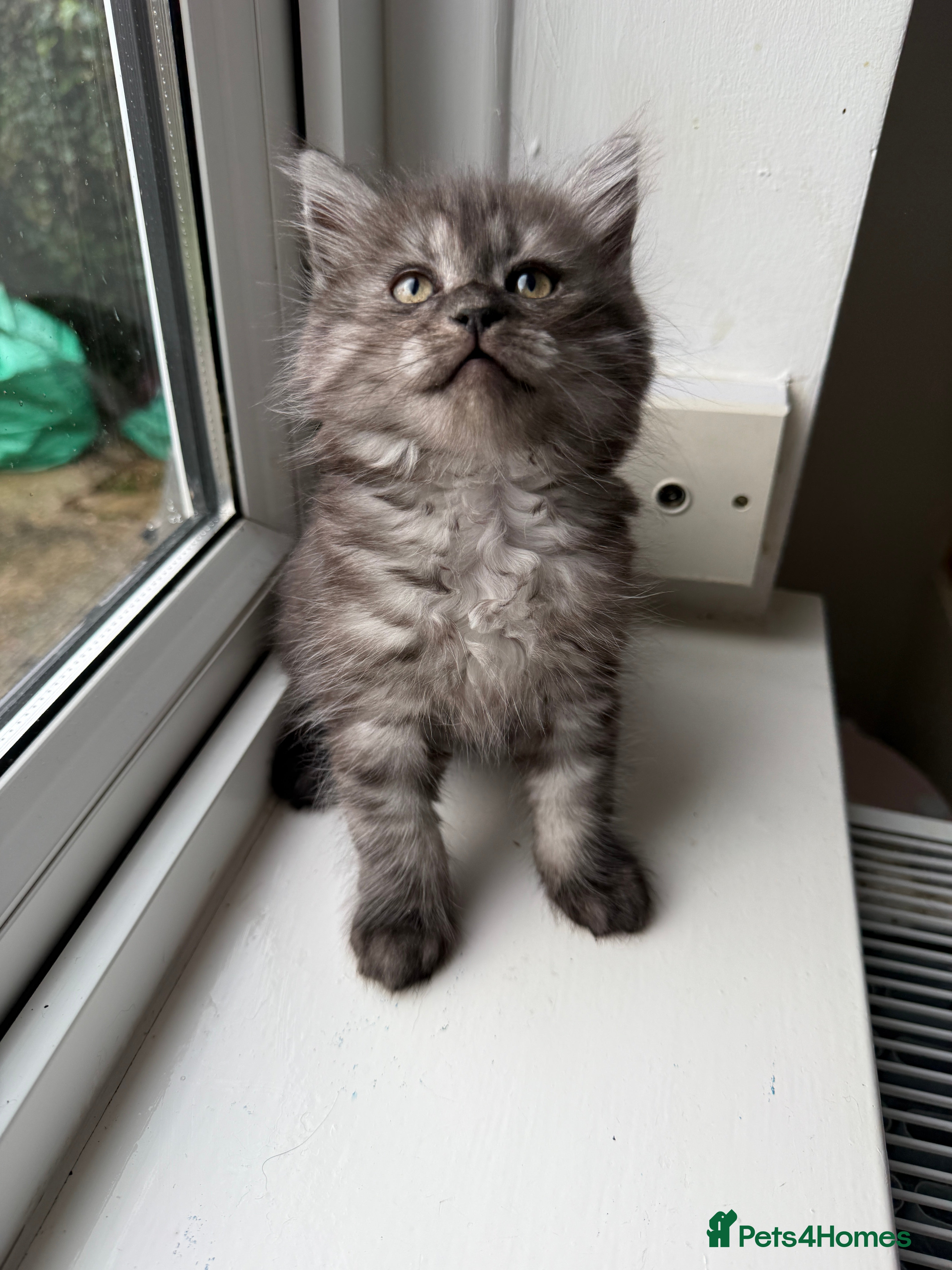 Persian cats PersianBSH dark silver girl - ready now 🩷 - Advert 10