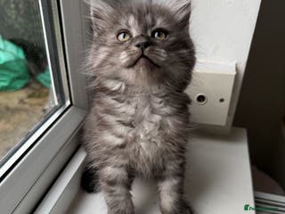 Persian cats PersianBSH dark silver girl - ready now 🩷 - Advert 10