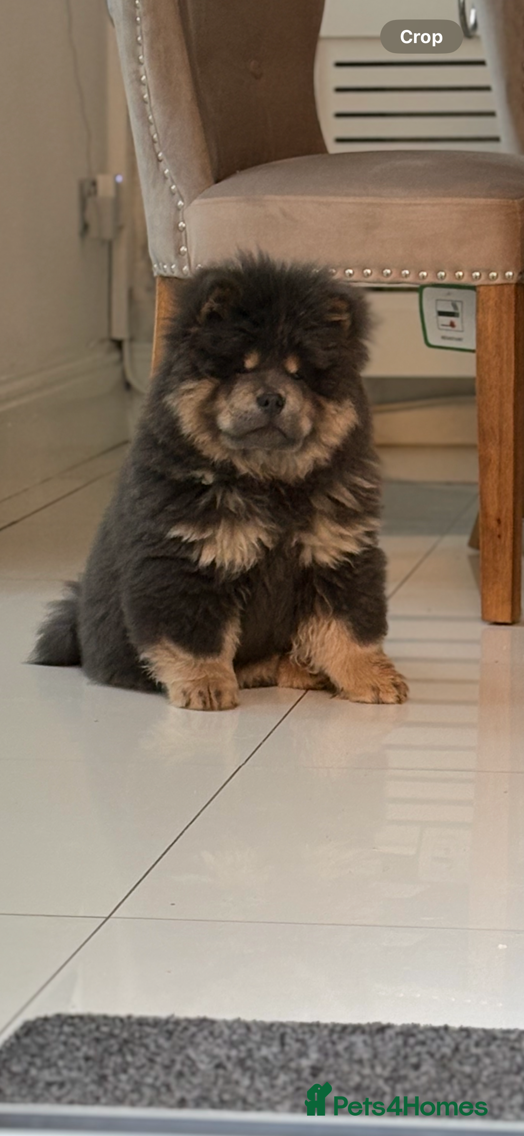 Chow Chow dogs for sale: Blue tan chow chow  - Image 1