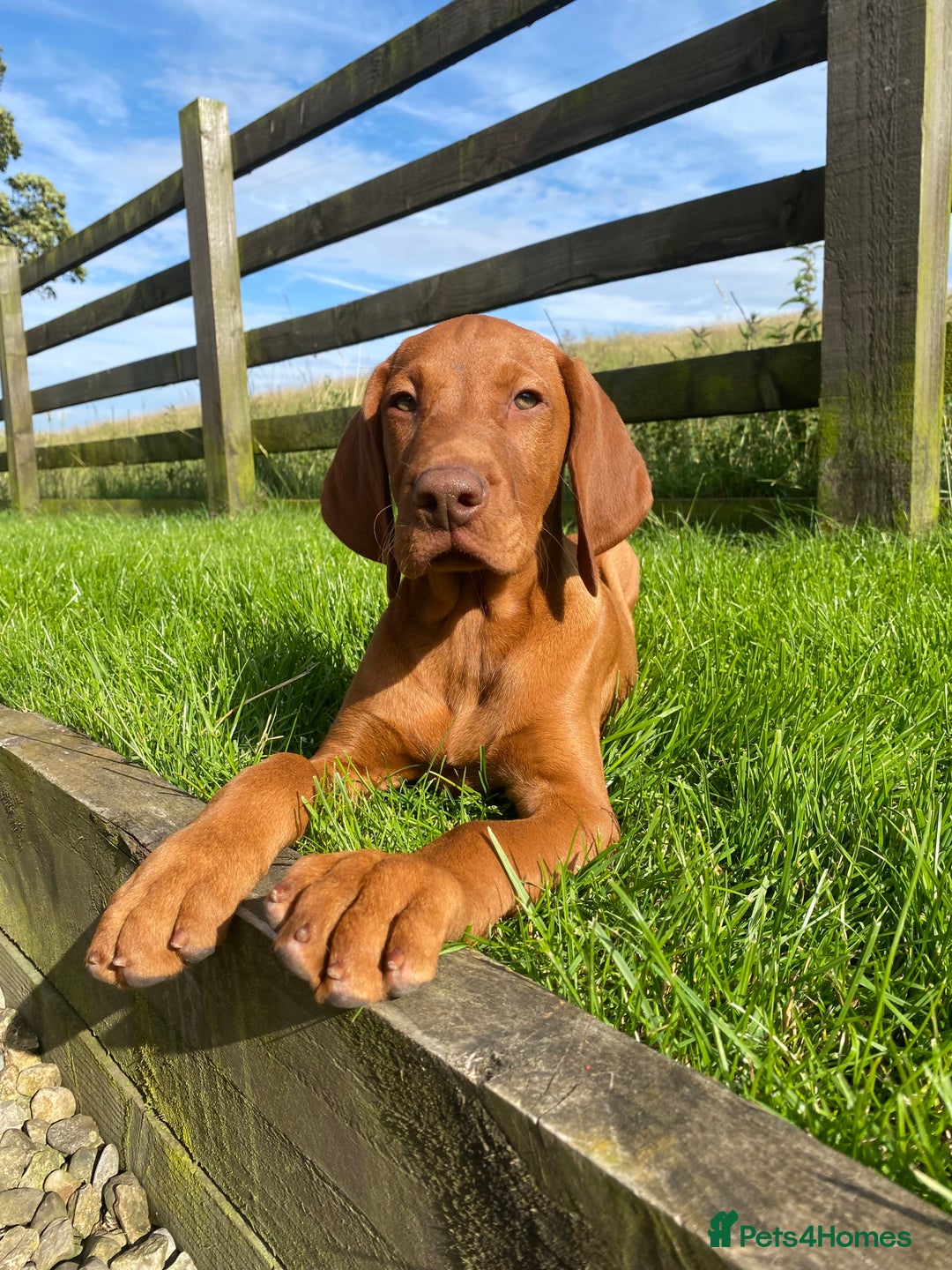 Hungarian Vizsla dogs for sale: *Bruno* Top class bred male Vizsla pup in Barnard Castle - Image 6