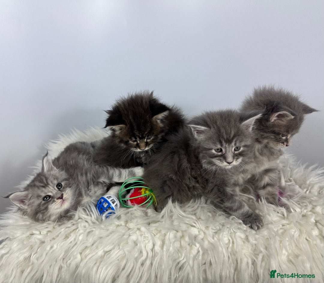 Maine Coon cats for sale: 6 Gorgeous Pure Breed Maine Coon Kittens - Advert 31