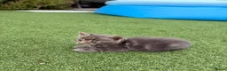 Mixed Breed cats for sale: 2 female kittens for sale  in Bilston - Advert 3