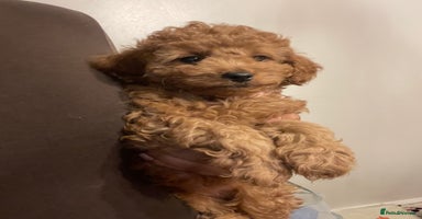 Cavapoo dogs - Advert 4