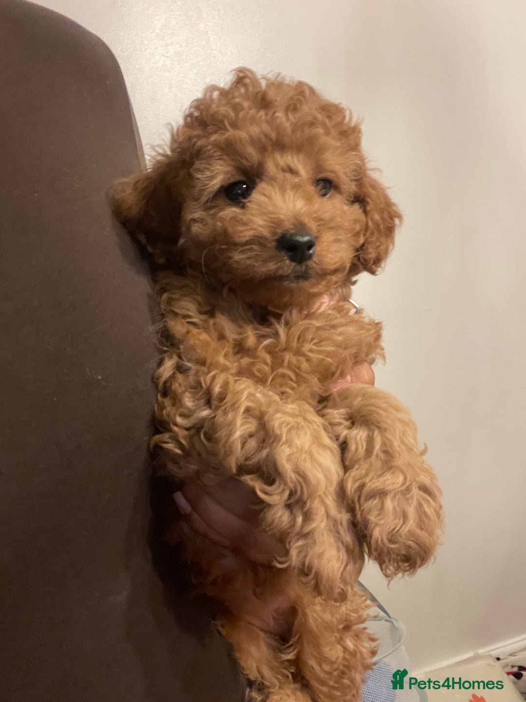 Cavapoo dogs for sale: Final girl toy Cavapoo remaining 🐶 🐾 - Image 4