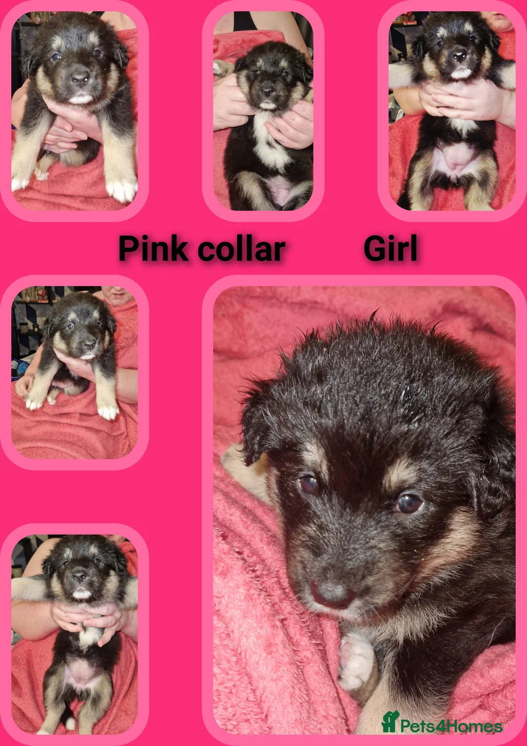 Mixed Breed dogs for sale: Stunning siberian husky cross coltriever pups  - Advert 4