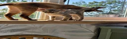 Devon Rex cats for sale: Morph and Nalia - Advert 7