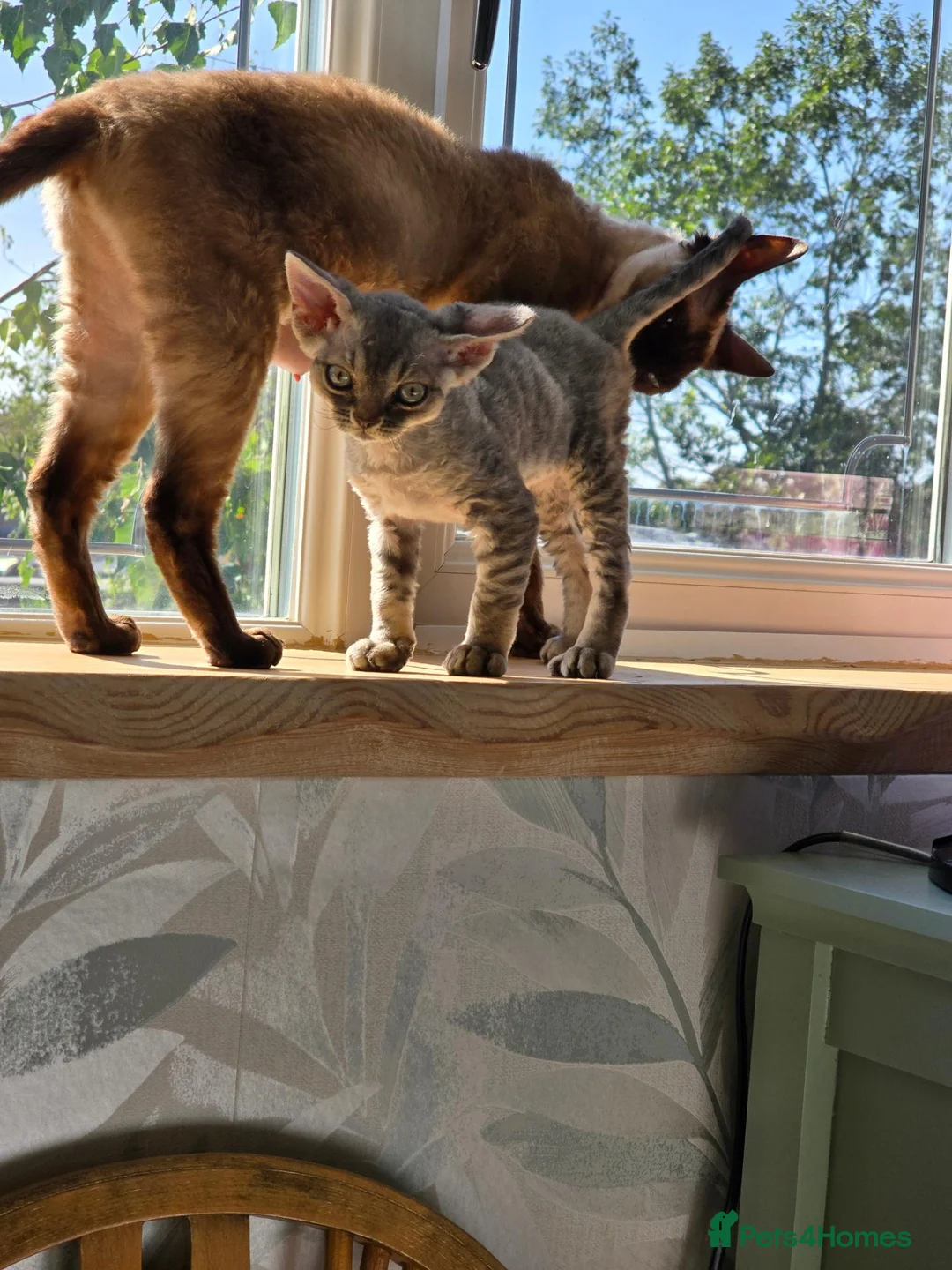 Devon Rex cats for sale: Morph and Nalia - Advert 7
