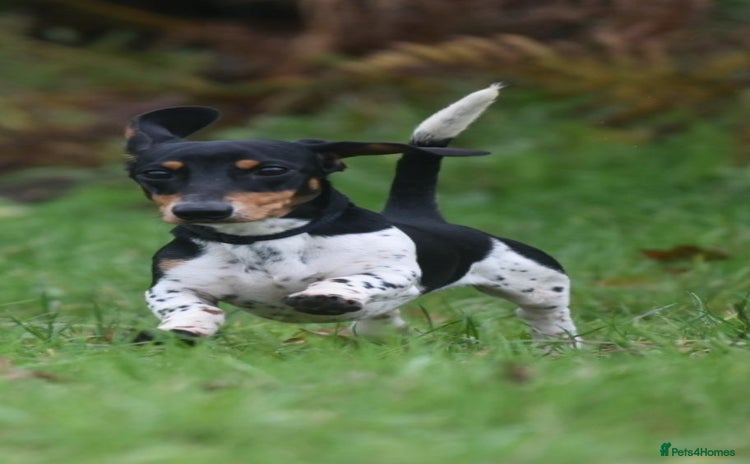 Miniature Dachshund dogs - Advert 1