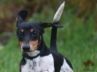 Miniature Dachshund dogs PRA CLEAR RUSSIAN IMPORT - Advert 7