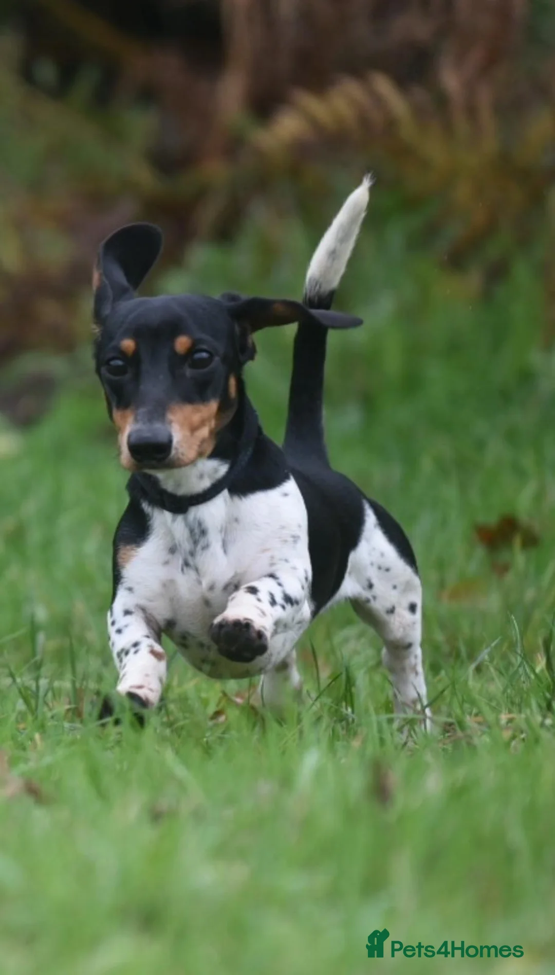 Miniature Dachshund dogs for stud: PRA CLEAR RUSSIAN IMPORT - Advert 3