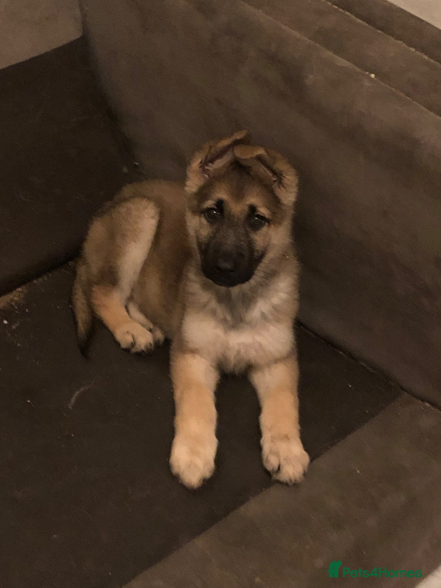 German Shepherd dogs 2 female German shepherds  - Advert 4