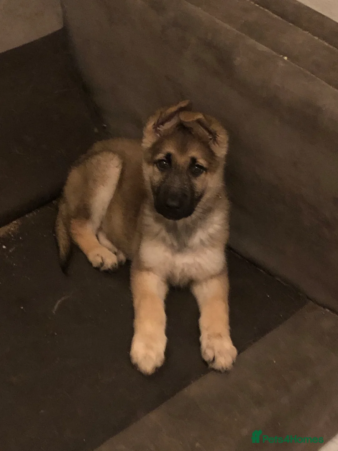 German Shepherd dogs for sale: 2 female German shepherds  - Advert 1