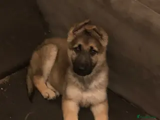 German Shepherd dogs 2 female German shepherds - Advert 9