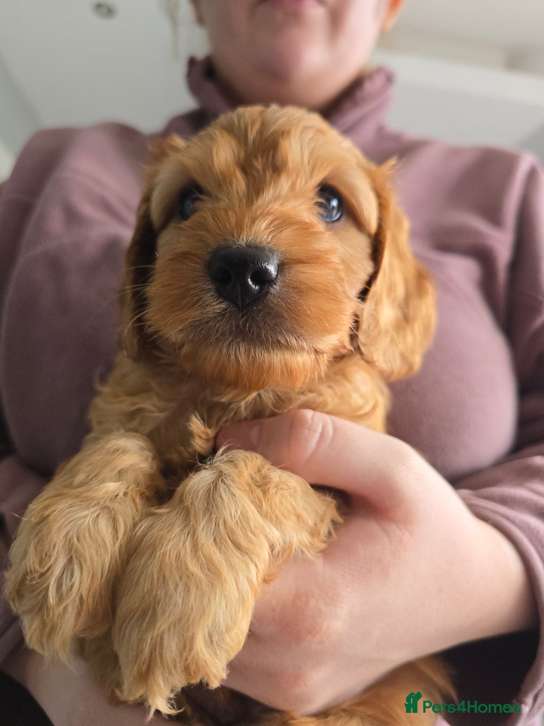 Cockapoo dogs for sale: F1B Red Cockapoo Pups - Image 2