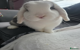 Mini Lop rabbits for sale: Wait list pure bred minilops - Image 1