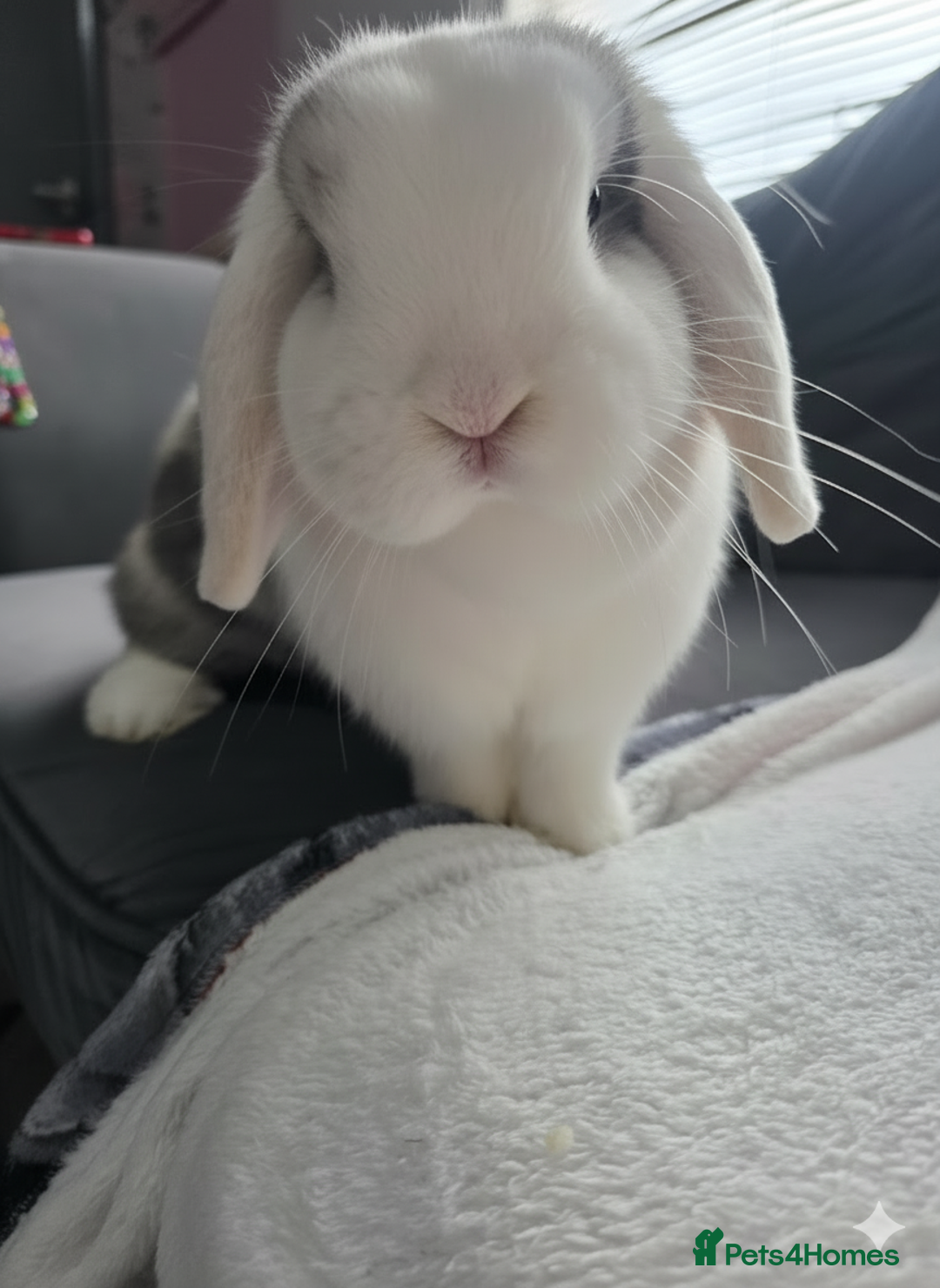 Mini Lop rabbits for sale: Wait list pure bred minilops - Image 1