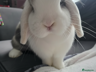 Mini Lop rabbits Wait list pure bred minilops - Advert 16