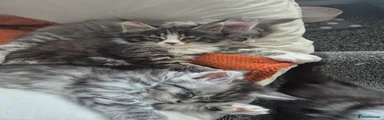 Maine Coon Kitten 4