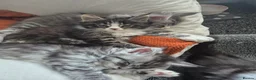 Maine Coon cats for sale: Chunky mainecoon babies - Advert 2