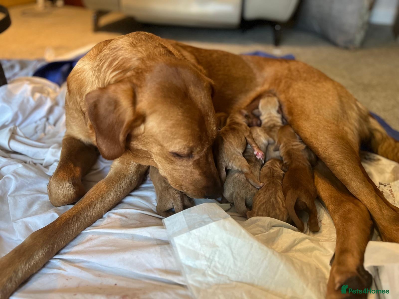 Goldendoodle dogs HEAD TURNING BOYS AND GIRLS. HEALTH TESTED LINEAGE - Advert 2