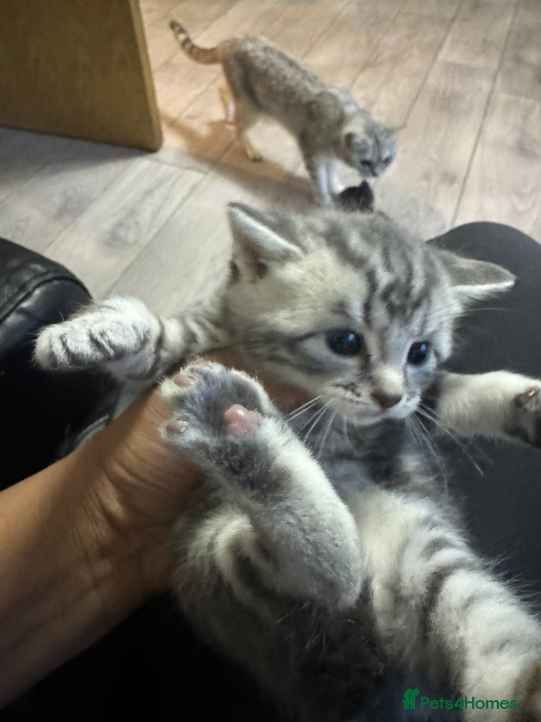 British Shorthair cats for sale: Two kittens for sale  - Advert 2