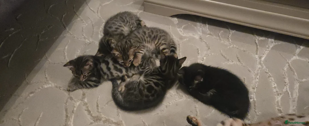 Bengal cats for sale: Bengal cross Kittens seeking forever homes - Advert 15