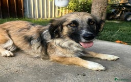 Mixed Breed dogs for adoption: Loving forever home needed for Carys  - Image 5