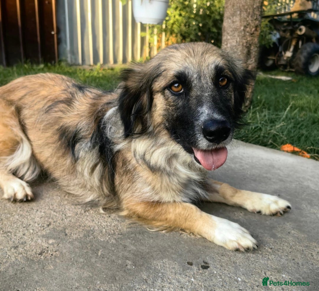 Mixed Breed dogs for adoption: Loving forever home needed for Carys  - Image 5