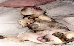 French Bulldog dogs for sale: french bulldog  - Image 7