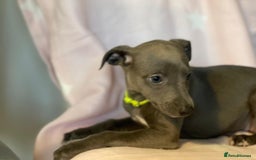Whippet dogs for sale: Blue whippet puppies for sale - Image 18