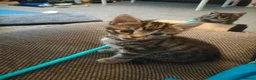 Mixed Breed cats for sale: 5 Beautiful Tabby Kittens - Advert 13