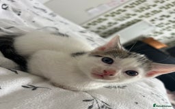 Domestic Shorthair cats for sale: 6 beautiful kittens for sale  - Image 6