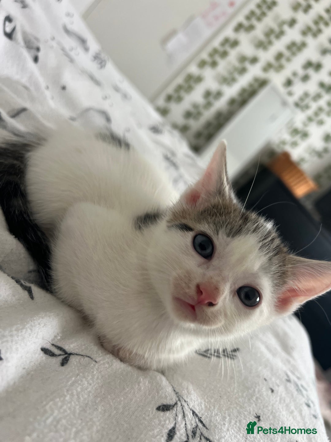 Domestic Shorthair cats for sale: 6 beautiful kittens for sale  - Image 6