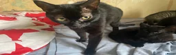 Mixed Breed cats for sale: 3 Beautiful Kittens - Advert 4