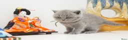 British Shorthair cats for sale: ✨ CIAOKITTY — BLUE BRITISH SHORTHAIR KITTENS ✨ in Widnes - Advert 8