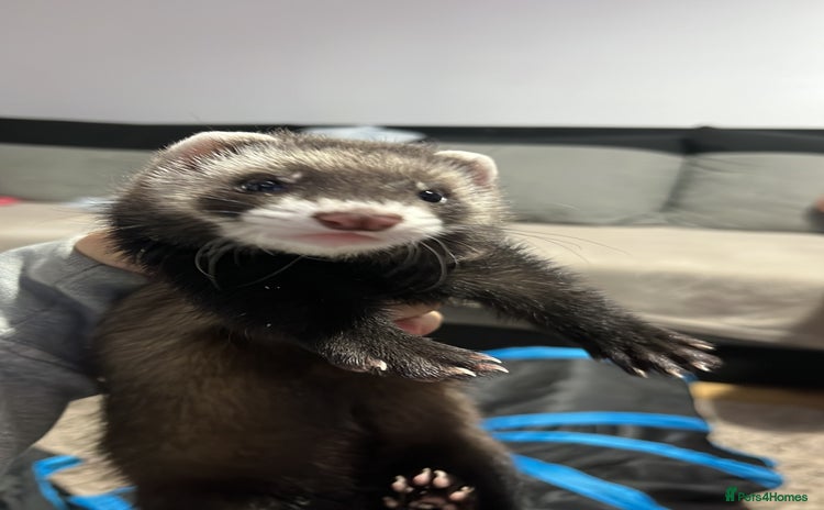Ferret rodents - Advert 7
