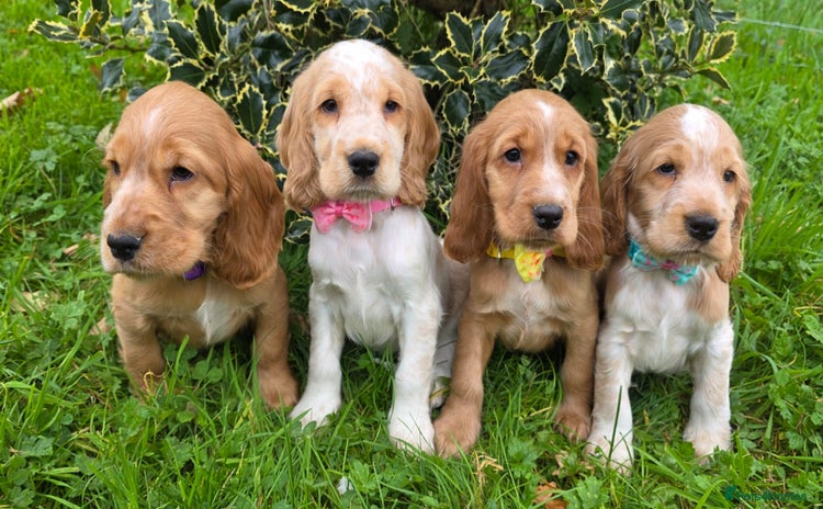 Cocker Spaniel dogs - Advert 9