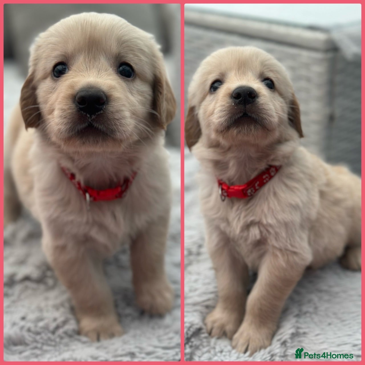 Golden Retriever dogs *Beautiful KC Golden retriever puppies* - Advert 1