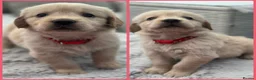 Golden Retriever dogs for sale: *Beautiful Golden retriever puppies* - Advert 7