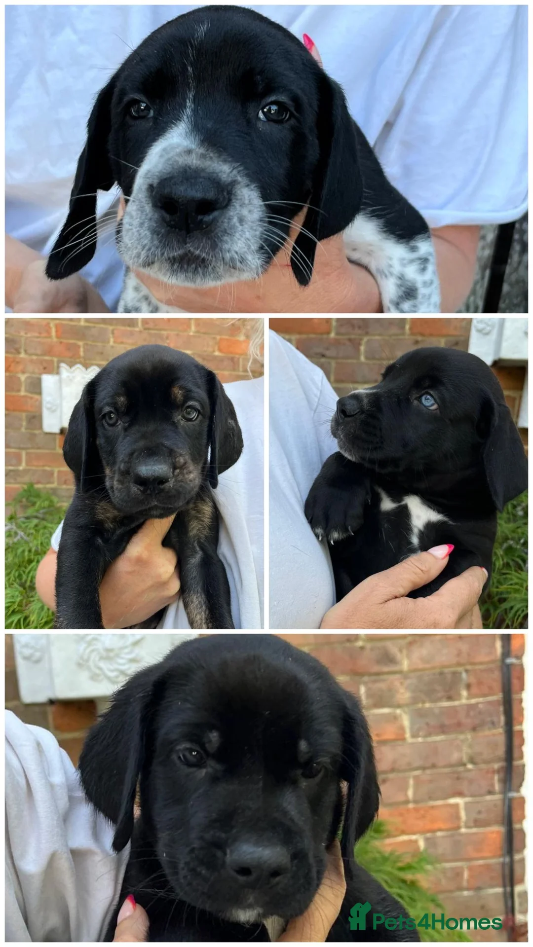 Mixed Breed dogs for sale: Great Dane × Cane Corso × Eurohound Puppies  - Advert 1
