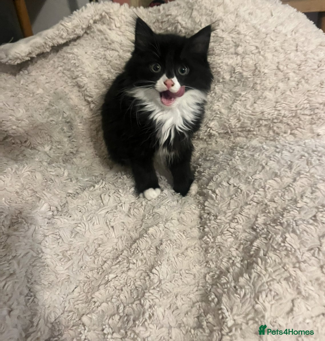 Mixed Breed cats Beautiful Persian X 3rdGen mainecoon  - Advert 5